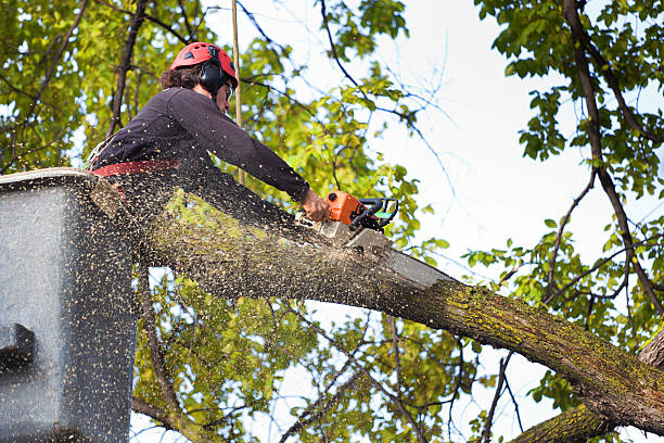 Kingstowne, VA  Tree Services Company